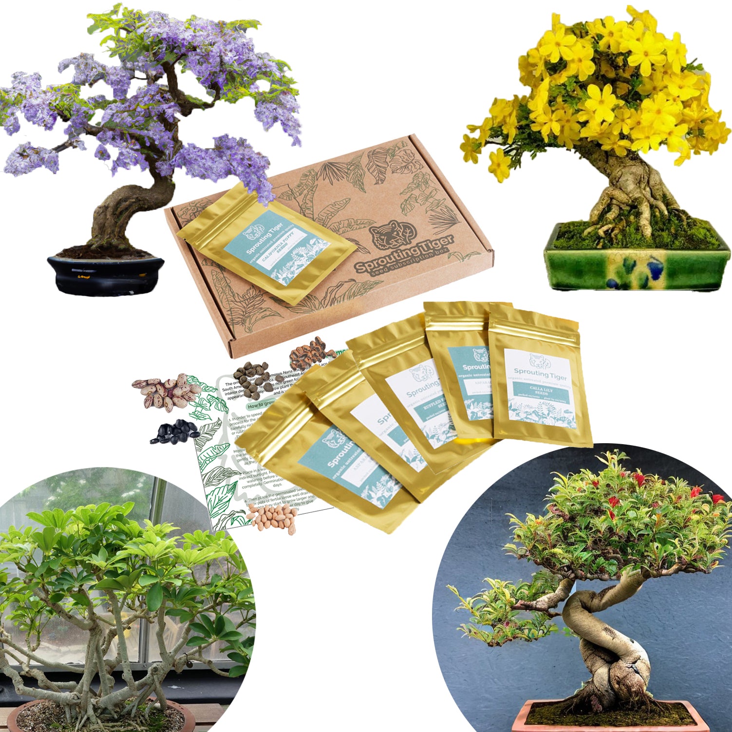 bonsai tree sprouts Bonsai Tree Houseplant Seed Gift Box – Sprouting Tiger