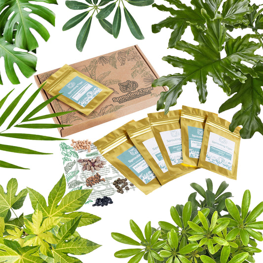 Home Jungle Tropical Houseplant Seed Gift Box