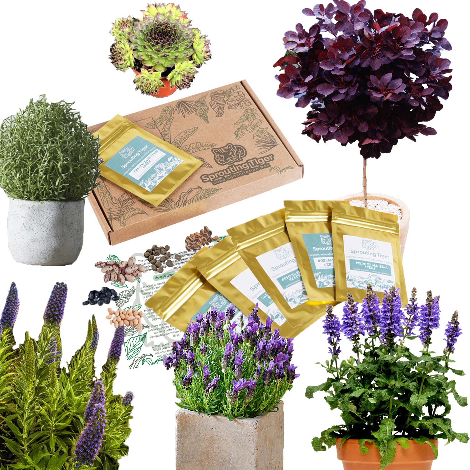 exotic plant seeds uk Exotic Mediterranean Garden Seed Gift Box – Sprouting Tiger
