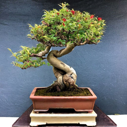 Bonsai Tree Houseplant Seed Gift Box