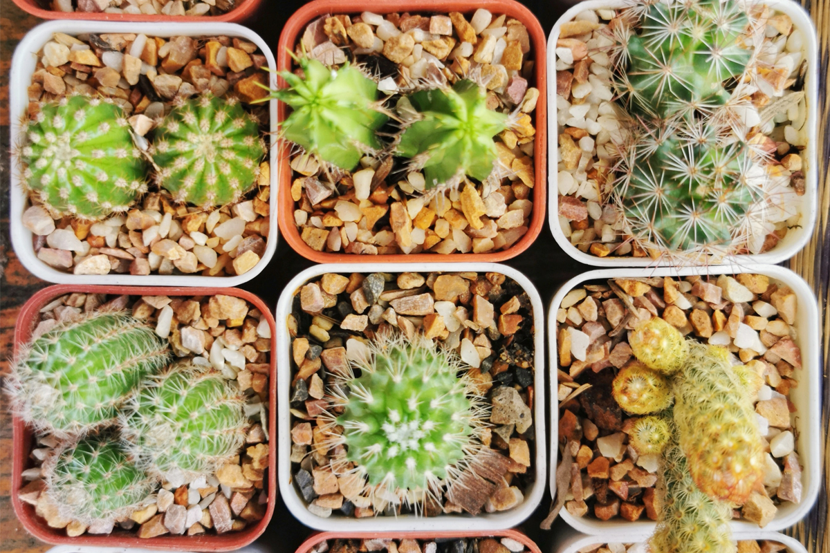 Exciting Plants for Kids Seed Gift Box