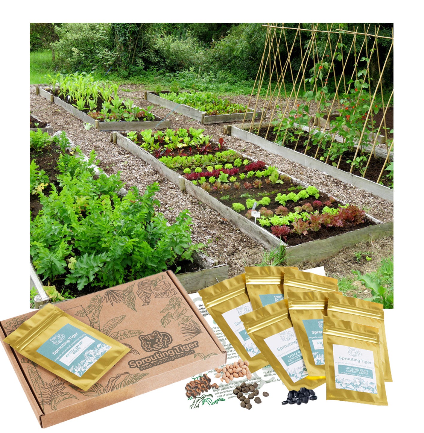 Self-Sufficiency Vegetable Seed Gift Box – Sprouting Tiger