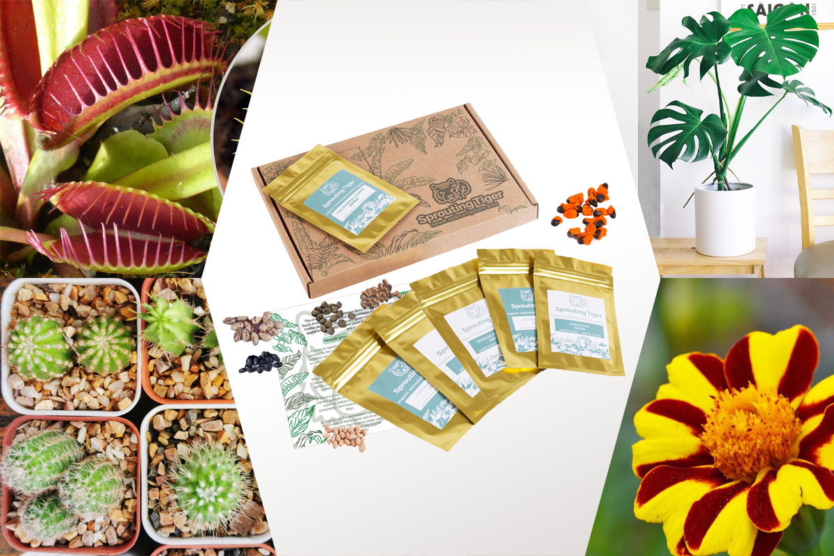 Exciting Plants for Kids Seed Gift Box
