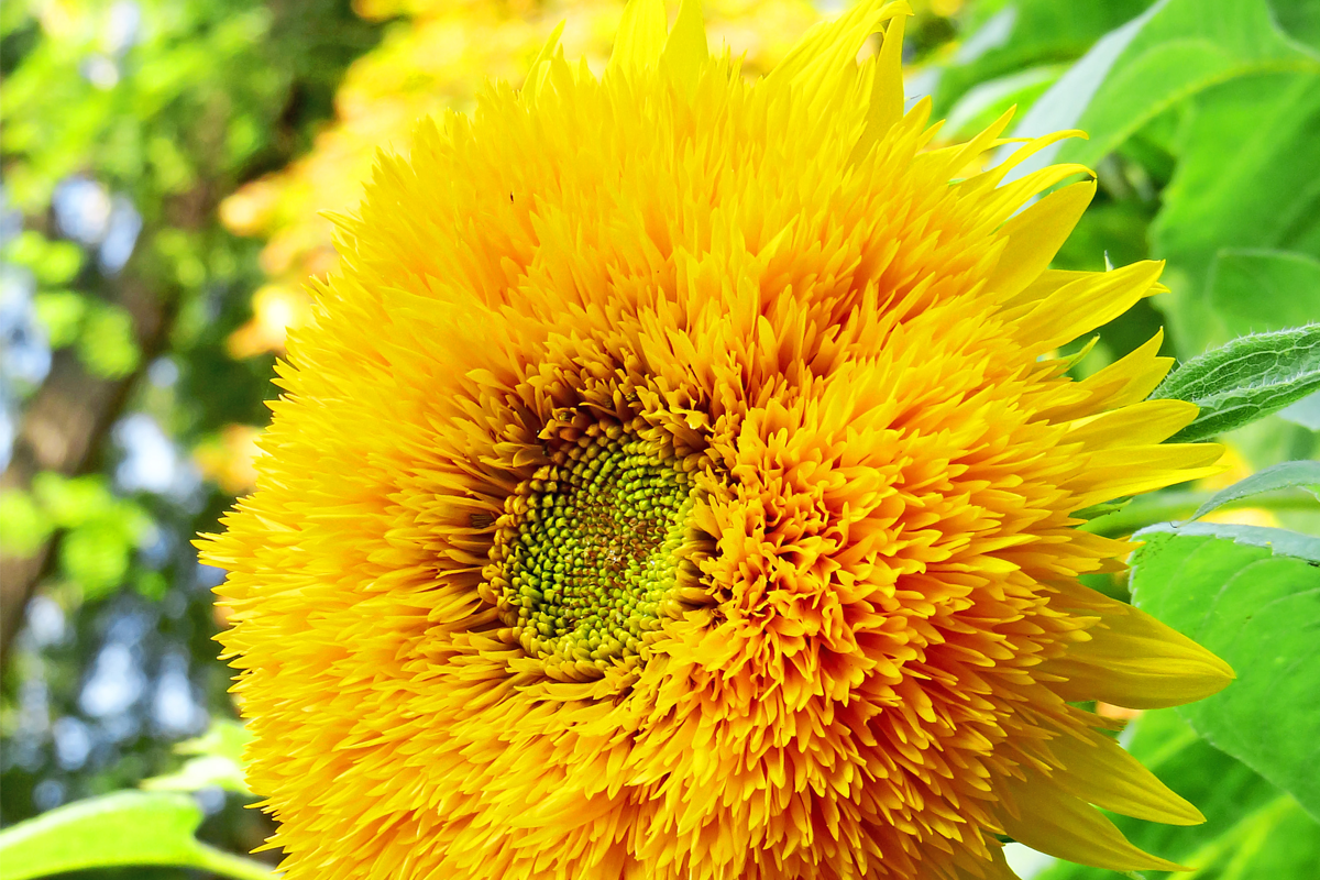 Exciting Plants for Kids Seed Gift Box